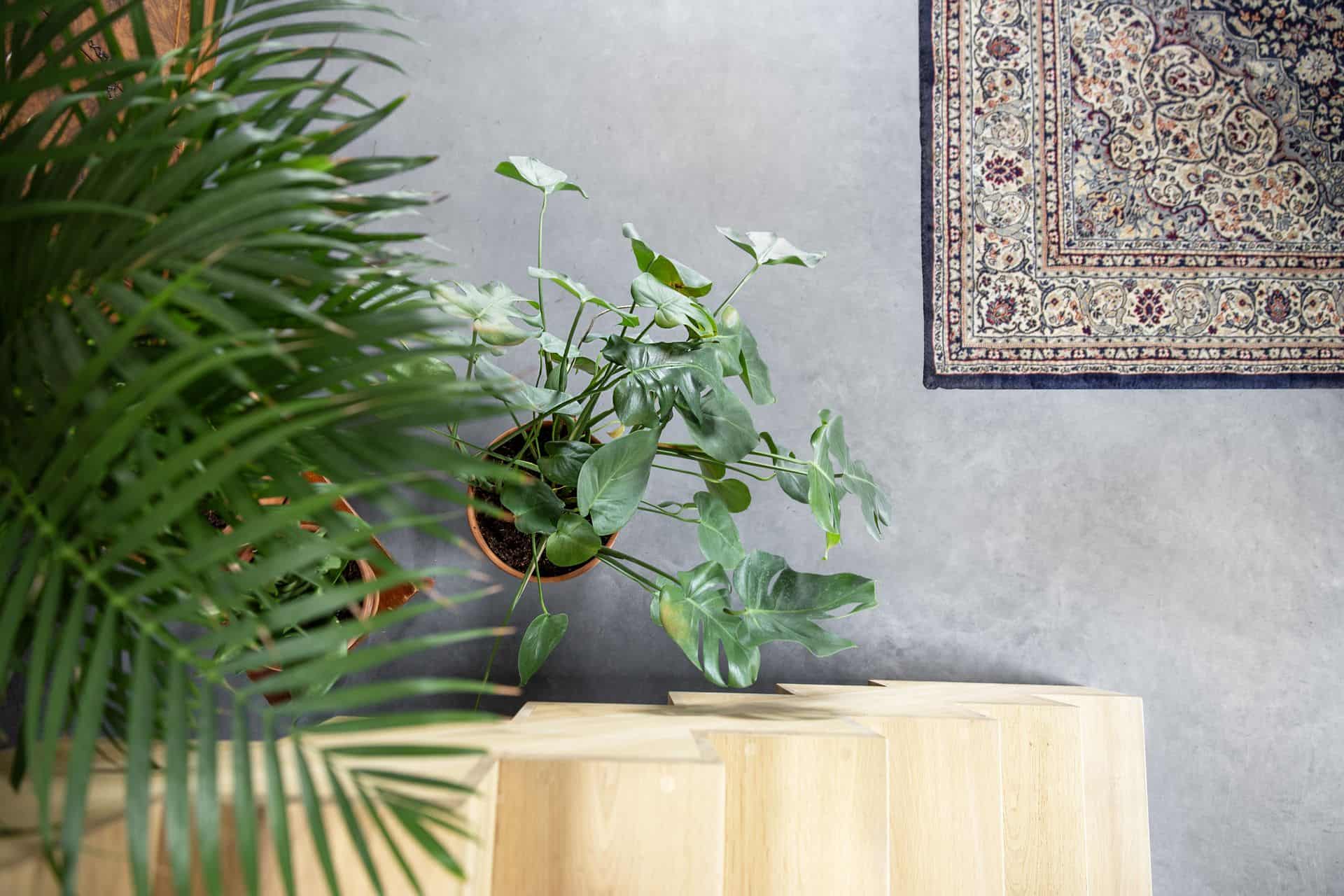 Bovenaanzicht van een plant op de gevlinderde betonvloer in Zijdewind. Ook zie je de houten trap en het gekleurde vloerkleed