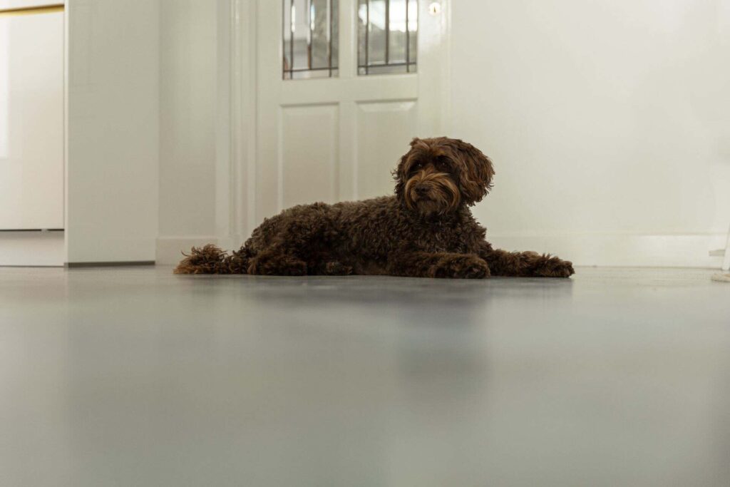 Italiaanse betonlook vloer met hond