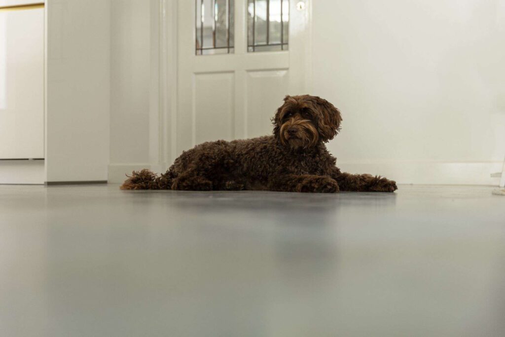 gietvloer hond krassen