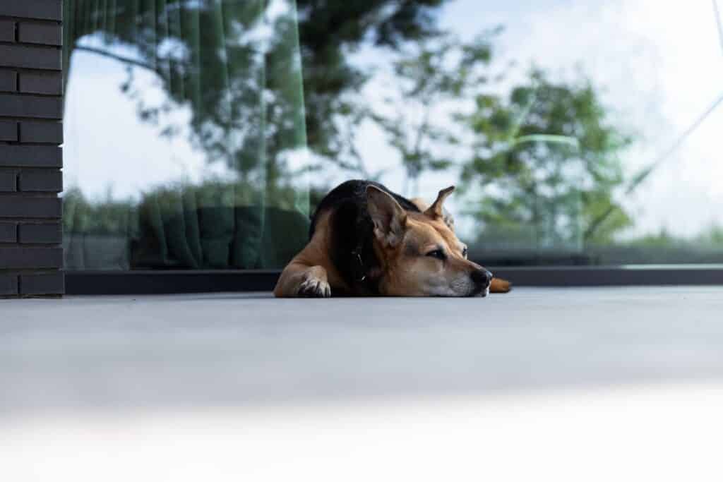 gevlinderde betonvloer met hond buiten