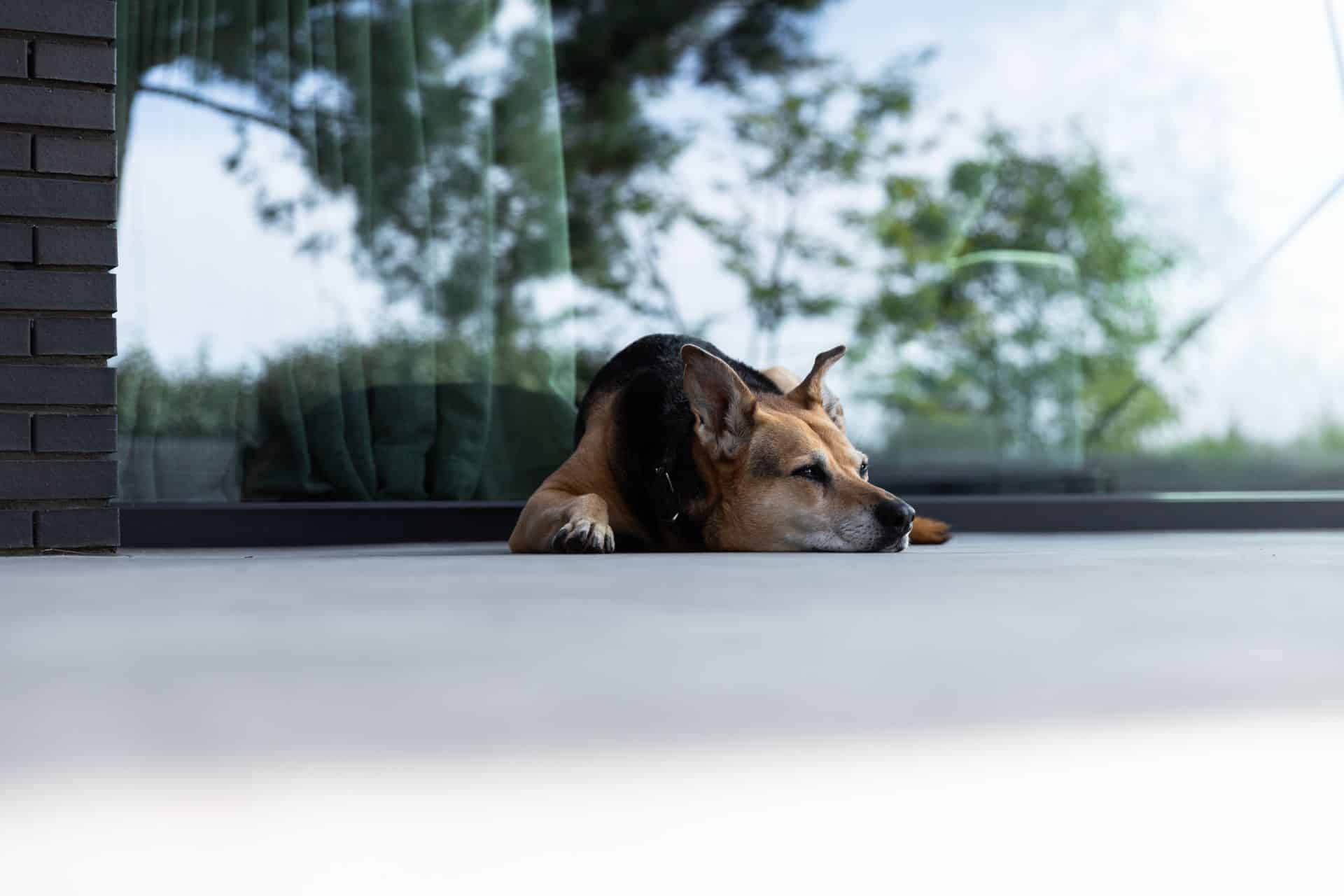 gevlinderde betonvloer met hond buiten