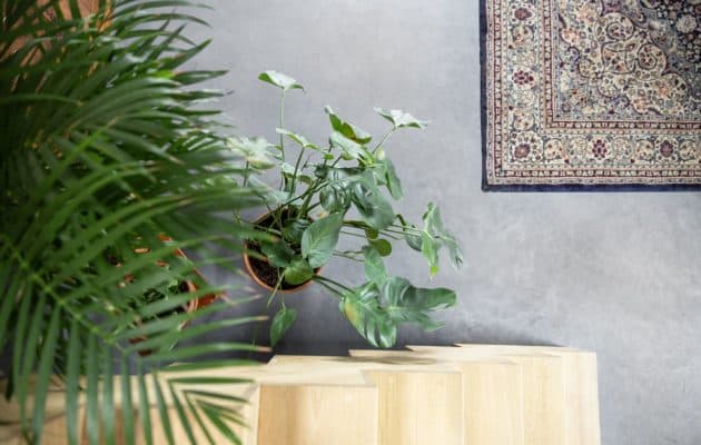 Bovenaanzicht van een plant op de gevlinderde betonvloer in Zijdewind. Ook zie je de houten trap en het gekleurde vloerkleed